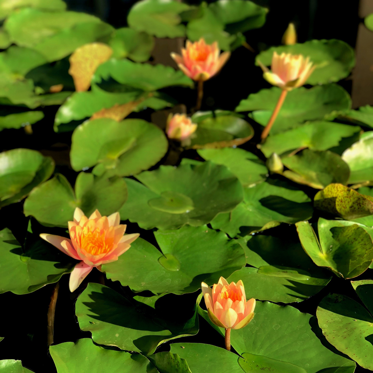 Longwood Gardens Part I - Water Lilies 15