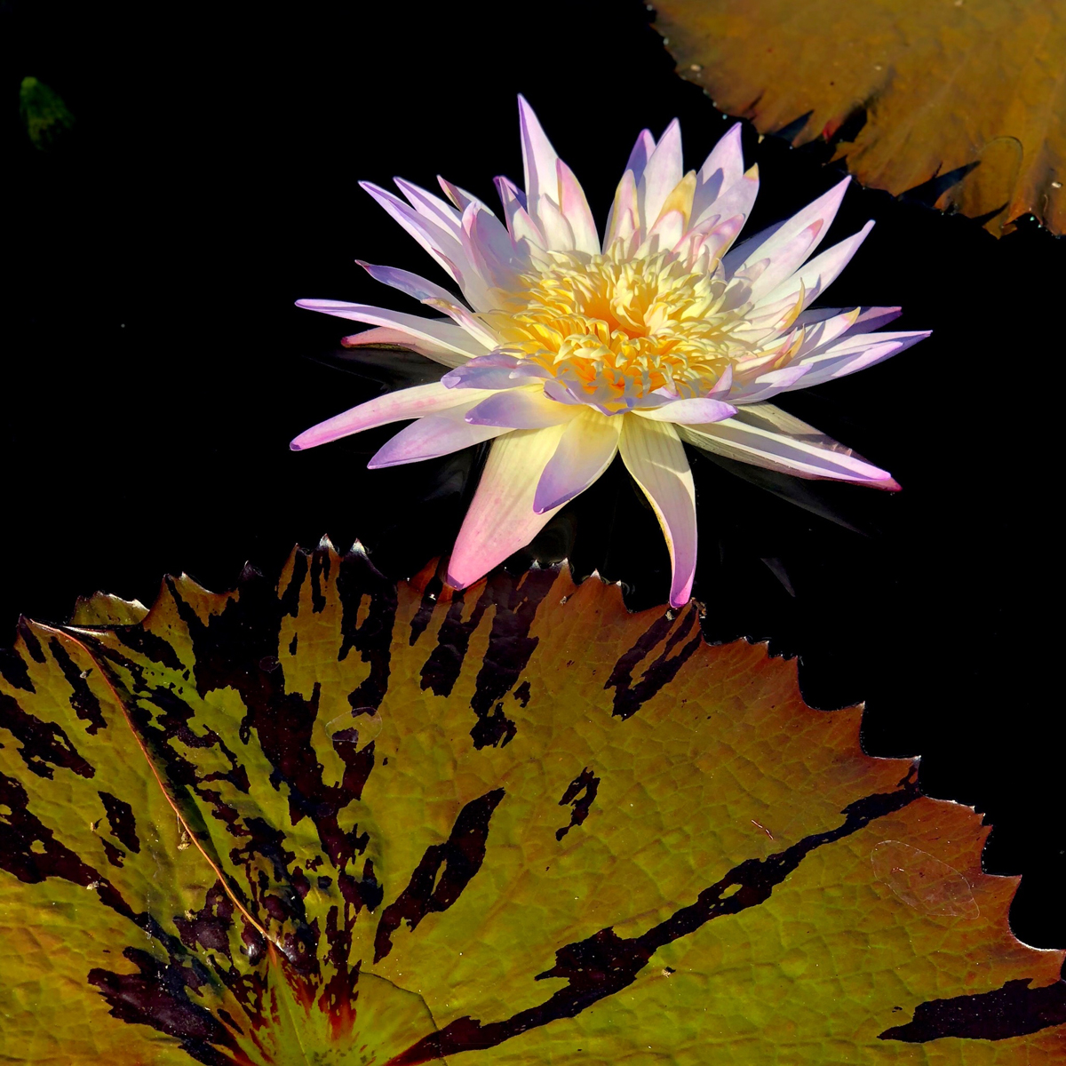 Longwood Gardens Part I - Water Lilies 11