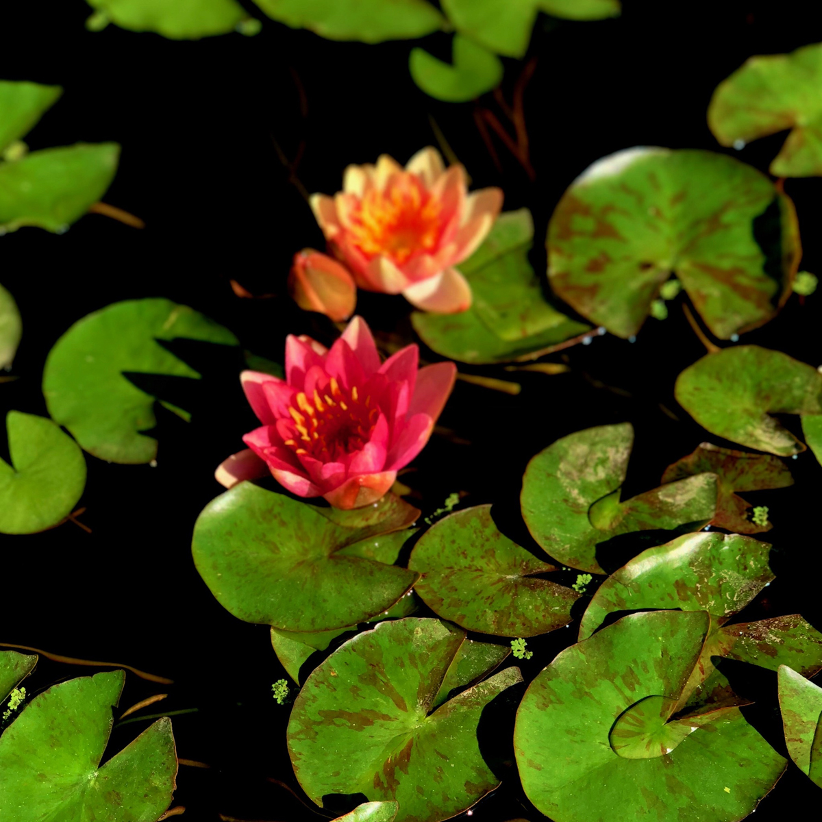 Longwood Gardens Part I - Water Lilies 14
