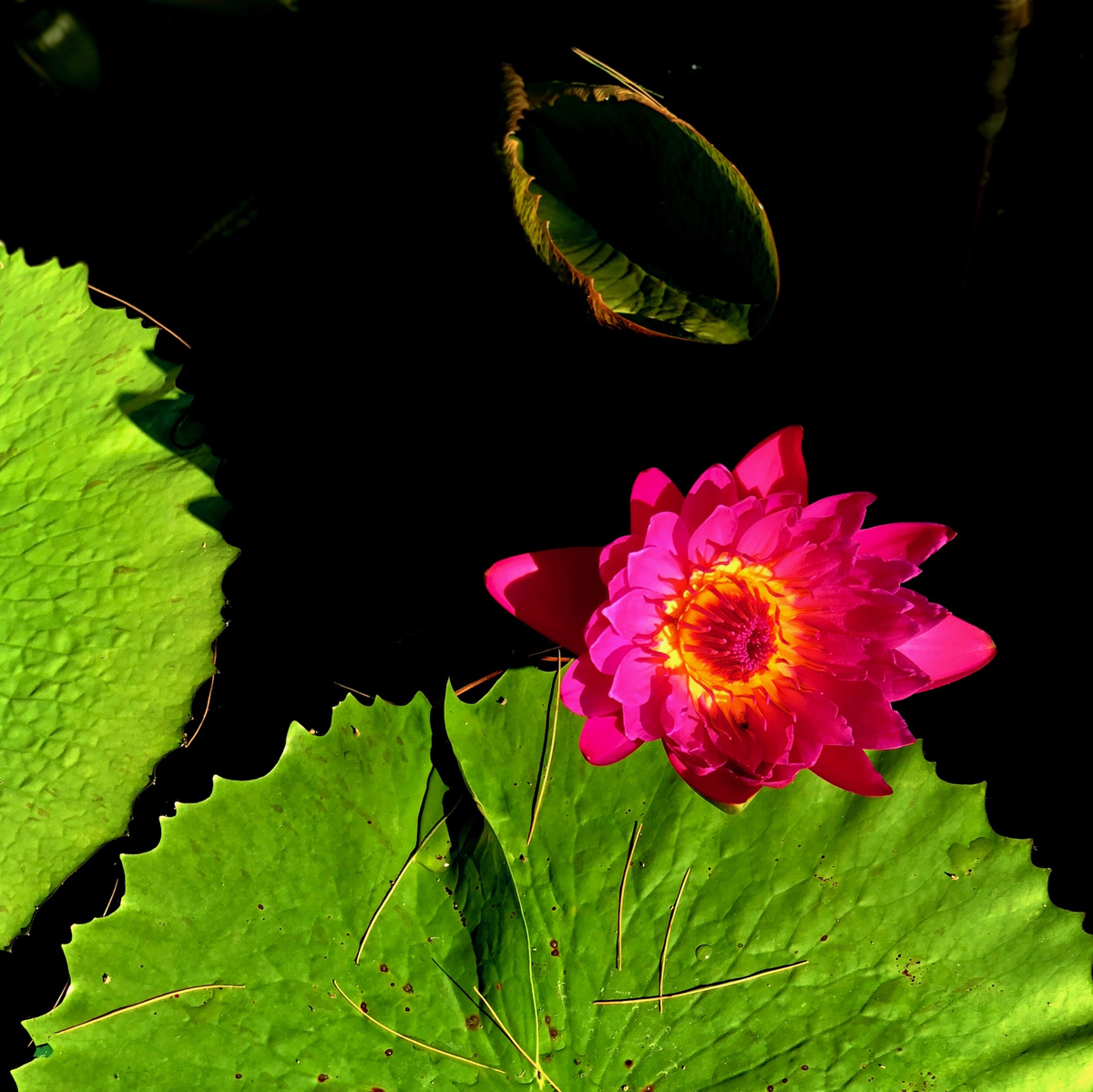 Longwood Gardens Part I - Water Lilies 7